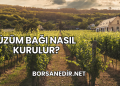 Üzüm Bağı Nasıl Kurulur?