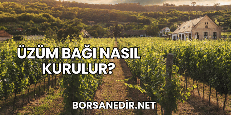 Üzüm Bağı Nasıl Kurulur?